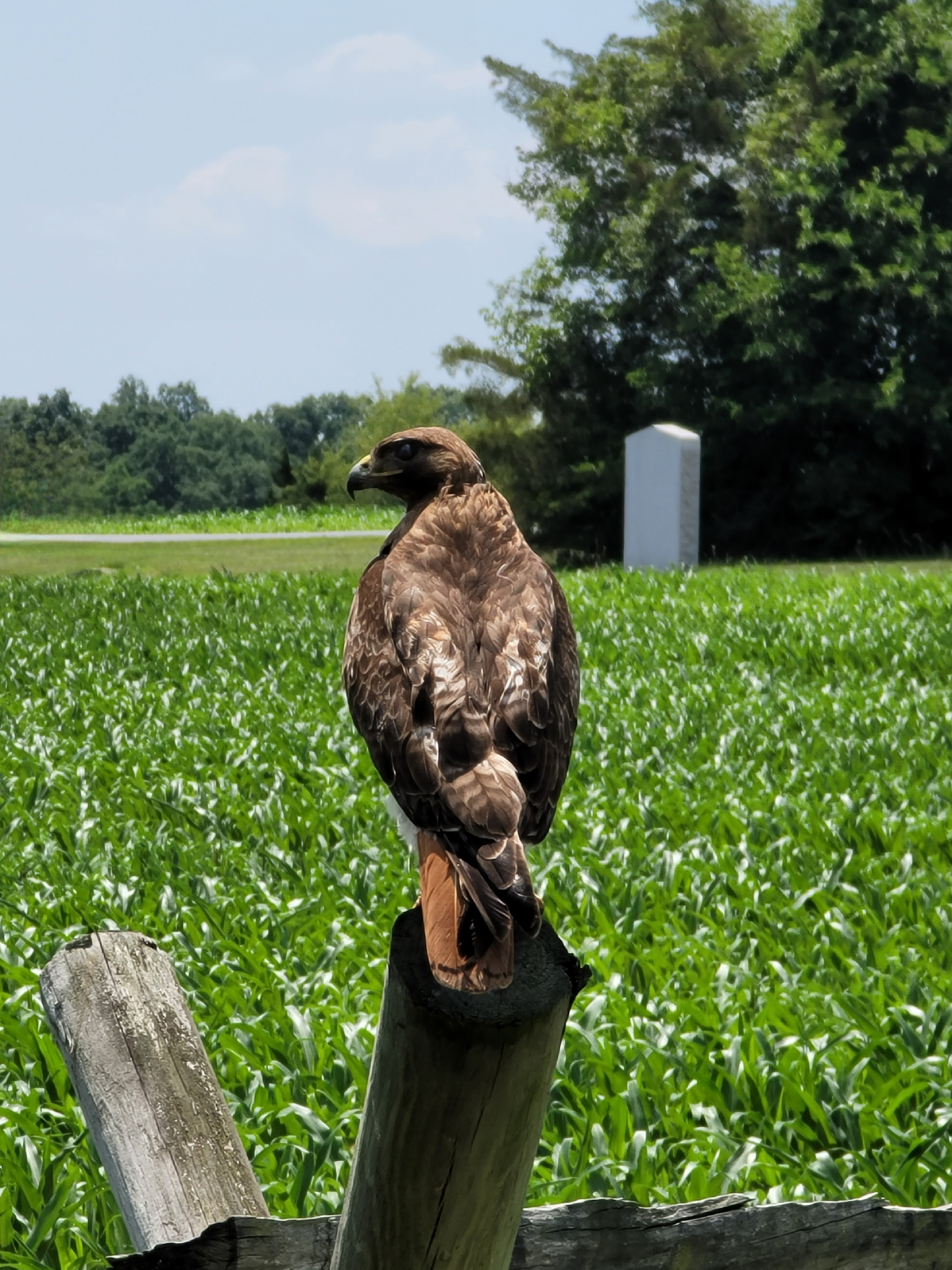 Gettysburg Hawk