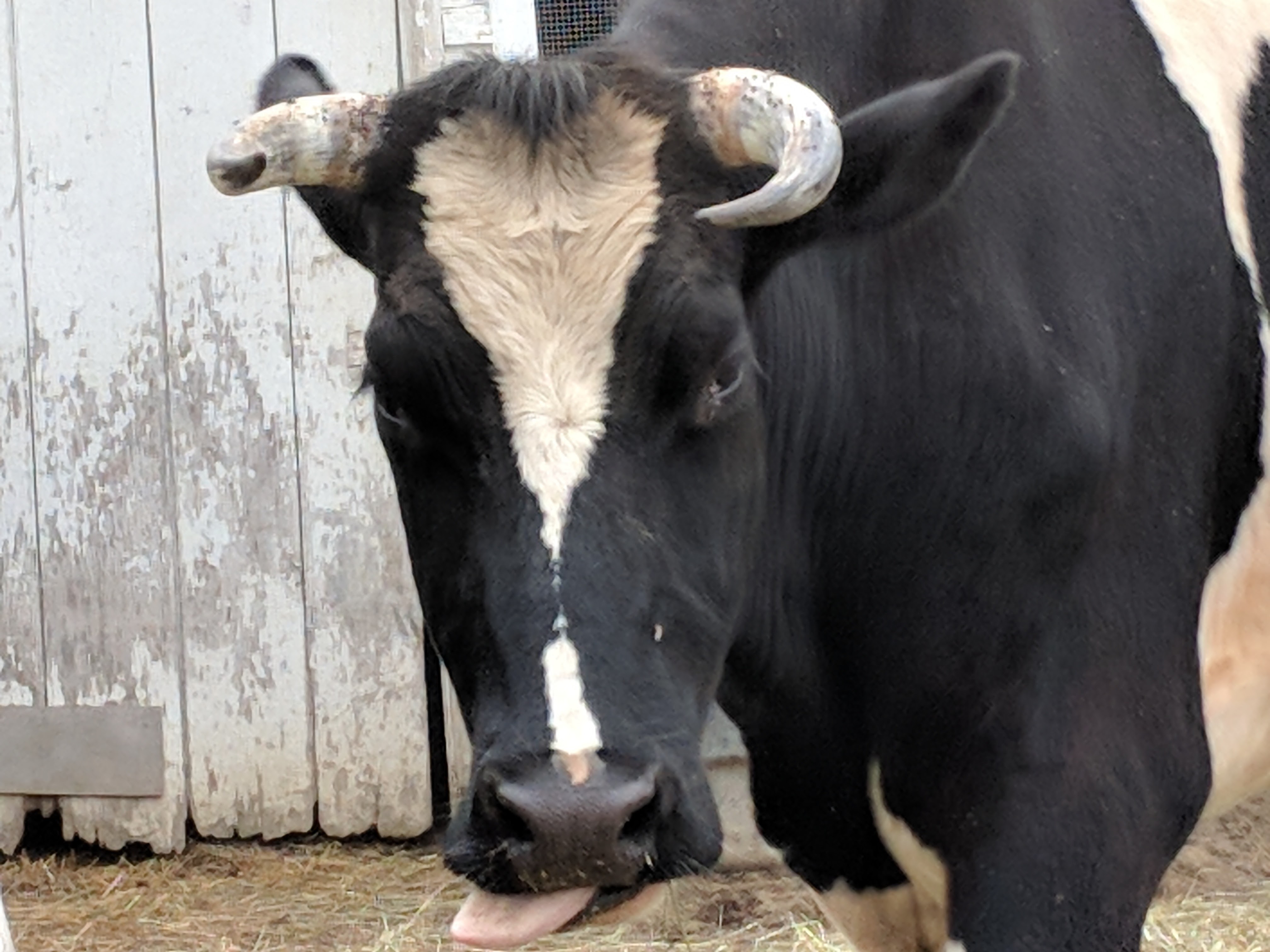 Hey Jude the Cow Lasa Farm Sanctuary