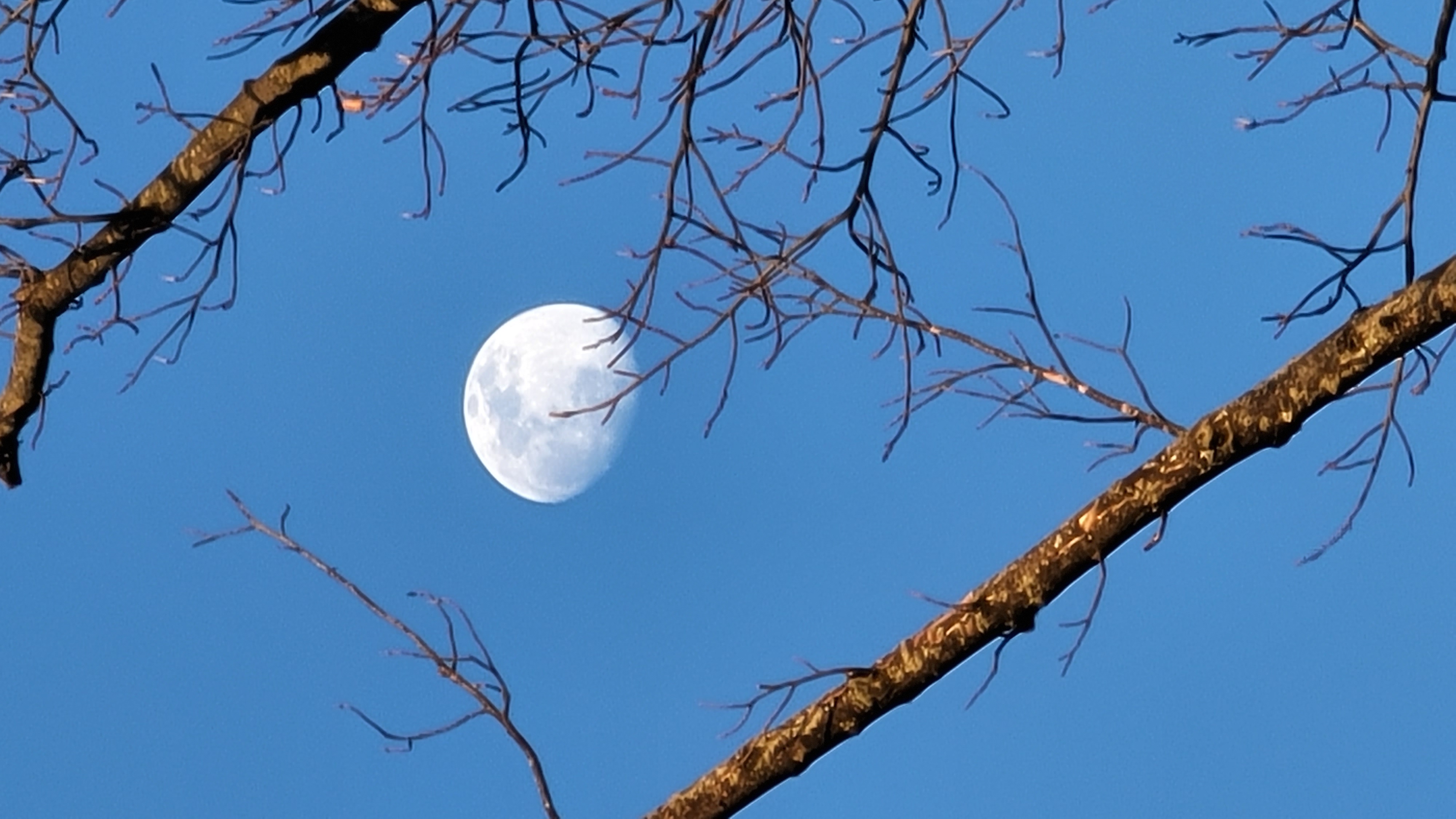 Late Afternoon Moon Light