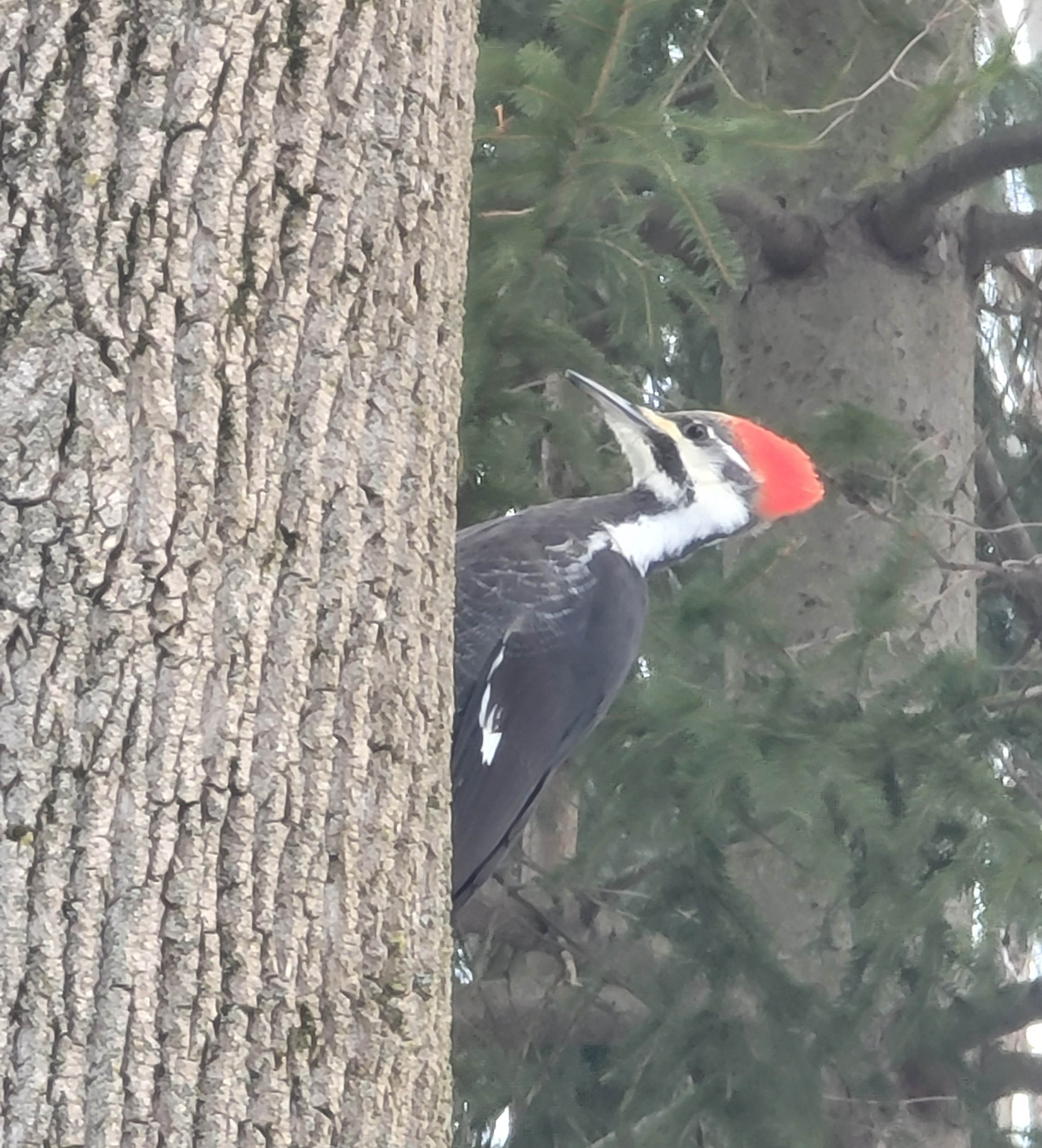 Pileated Woodpecker by MDH