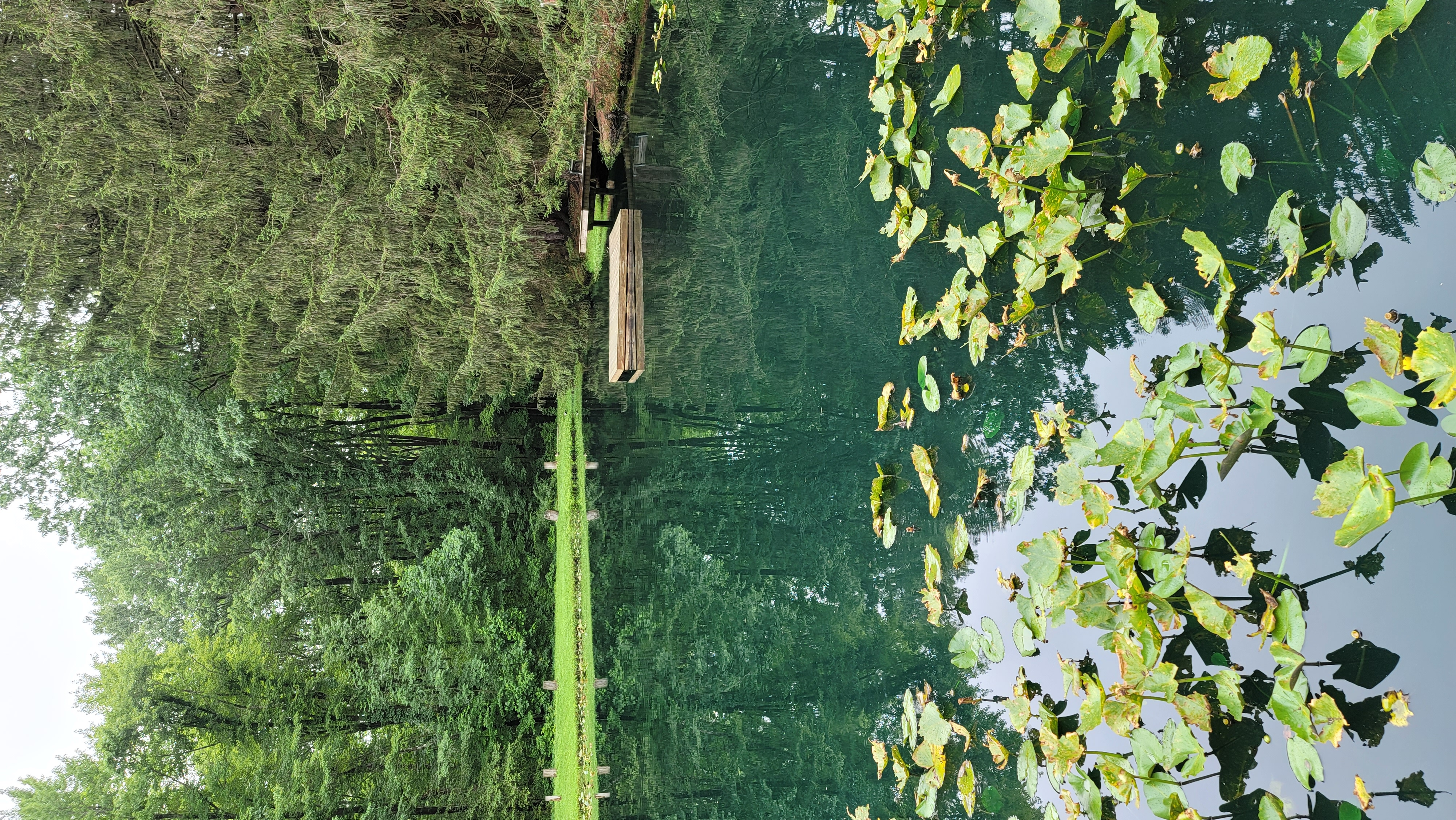 Pond Reflection