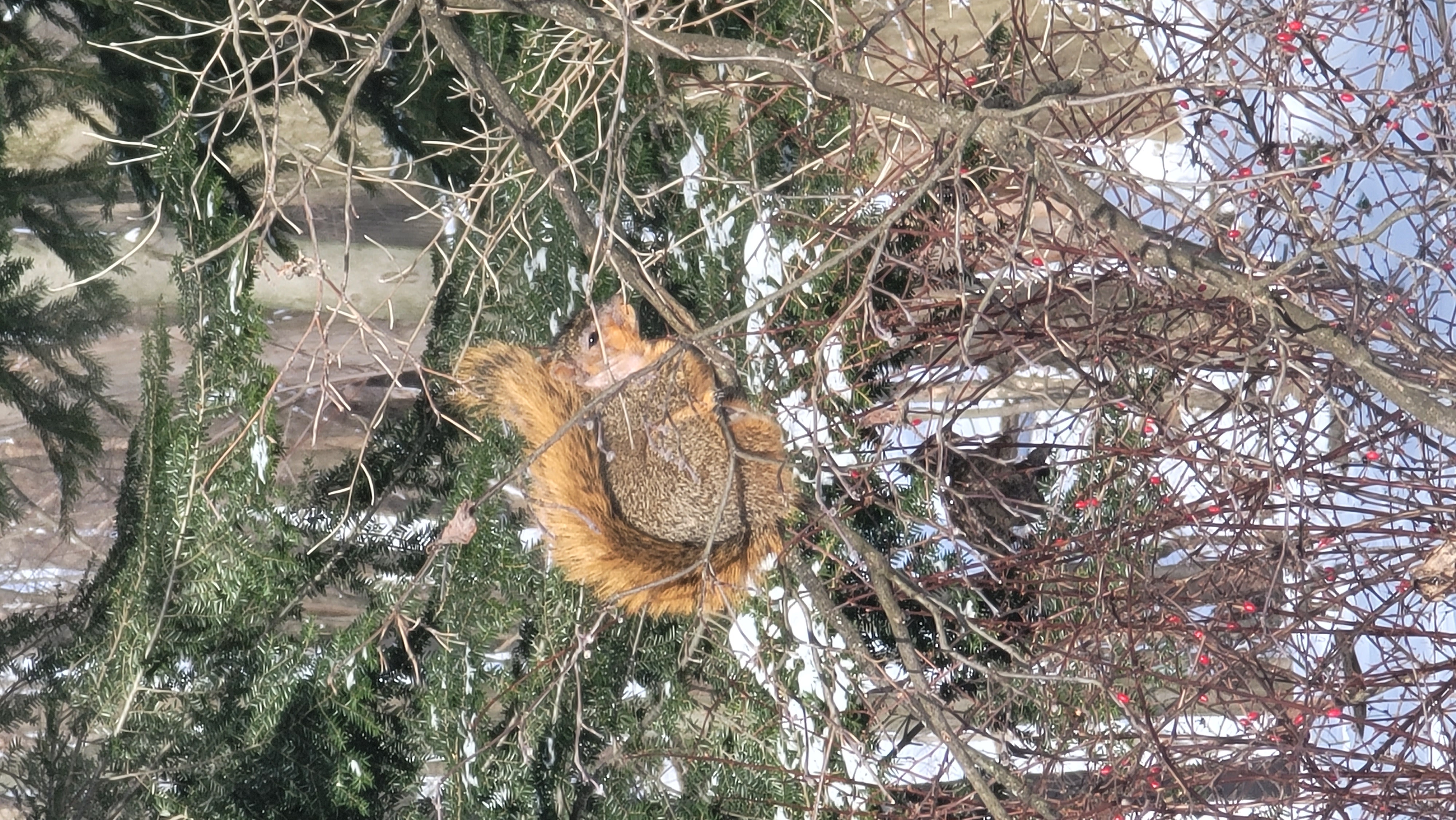 Squirrelly