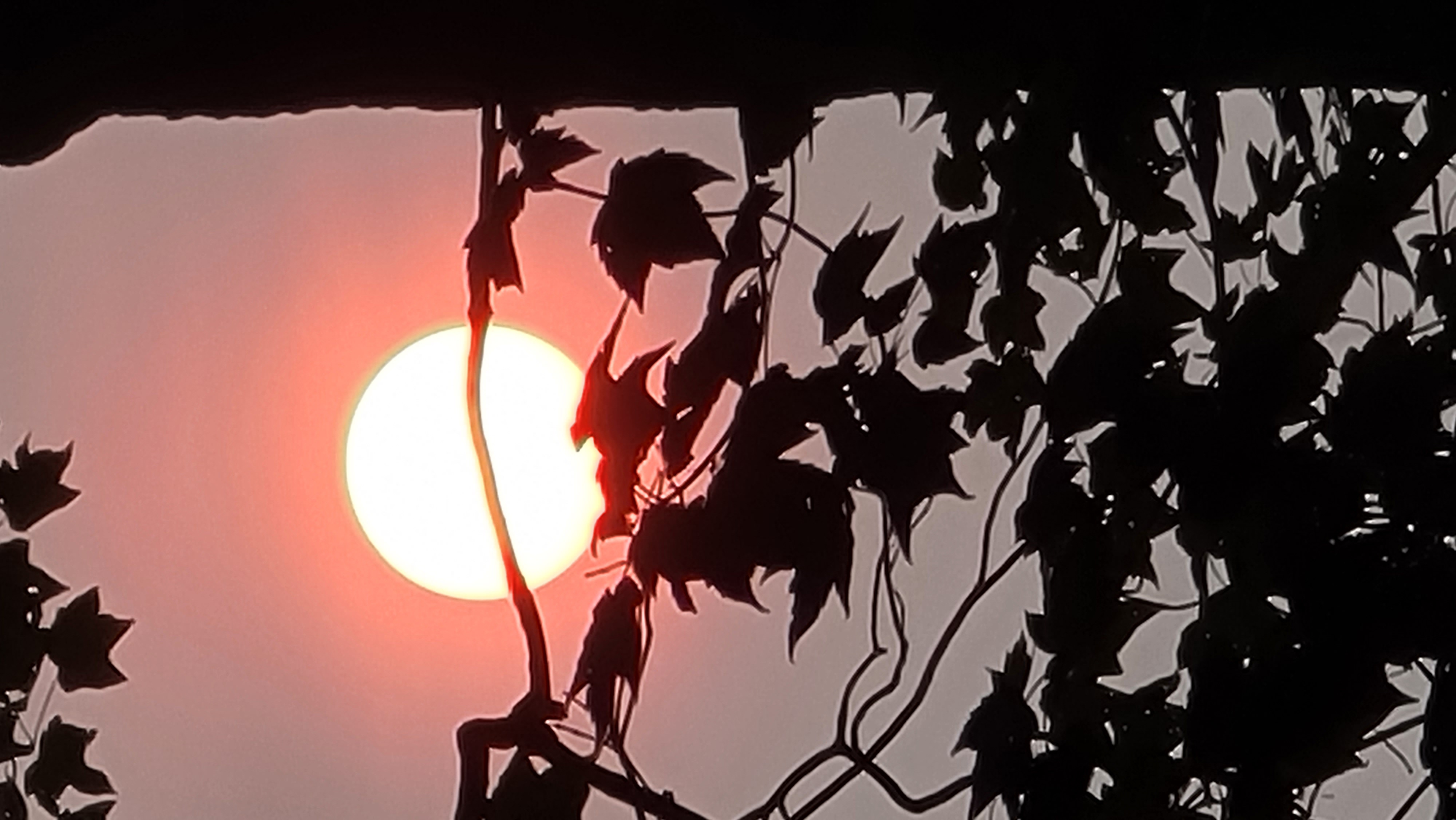 Sunrise Through Branches