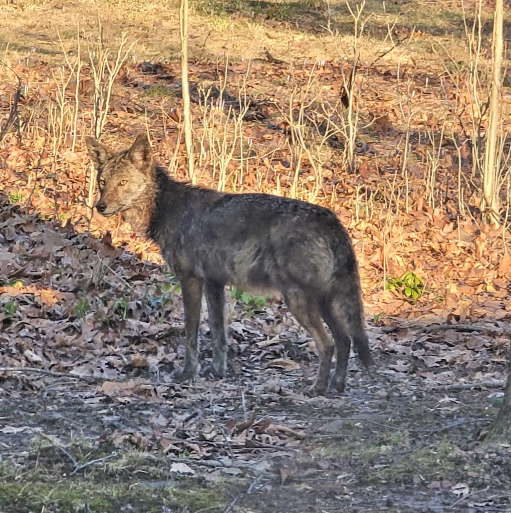 A Cuyahoga National Park Coyote