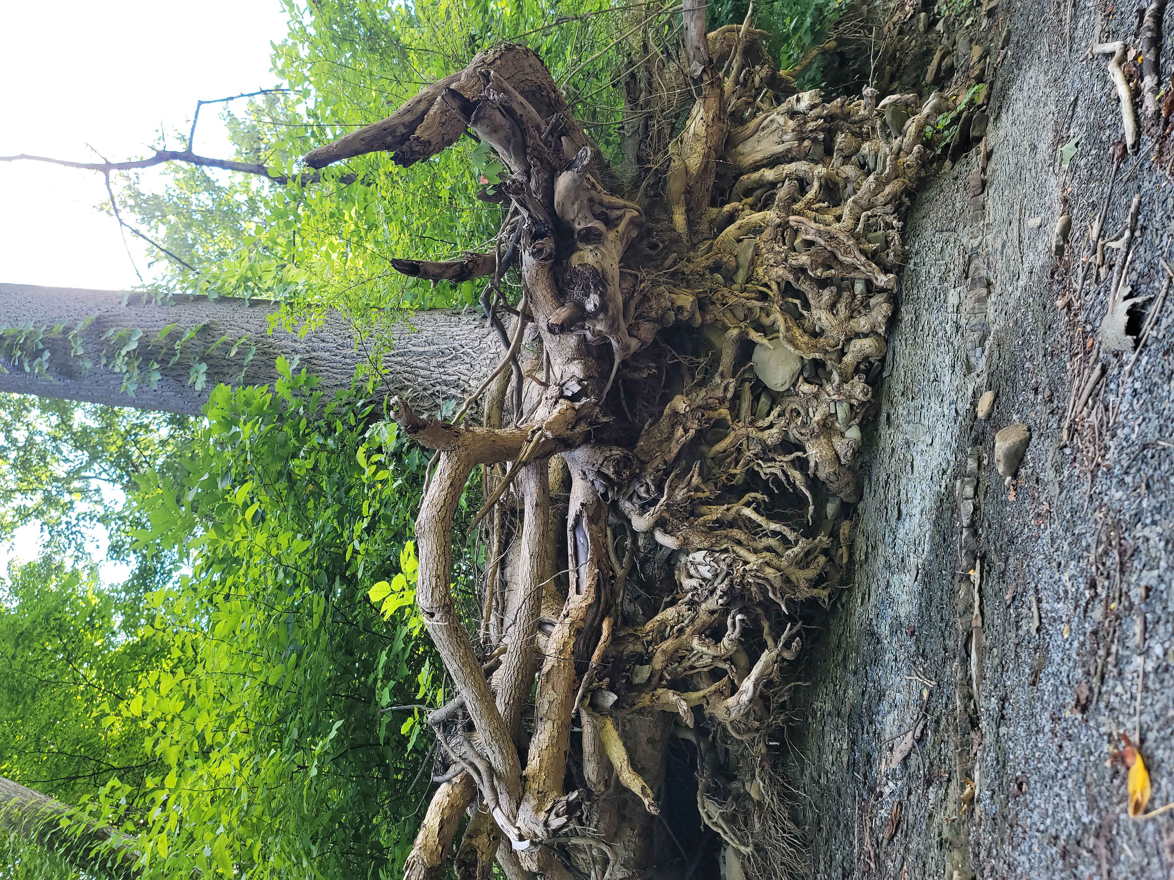 Tinkers Creek Tree Bedford, OH